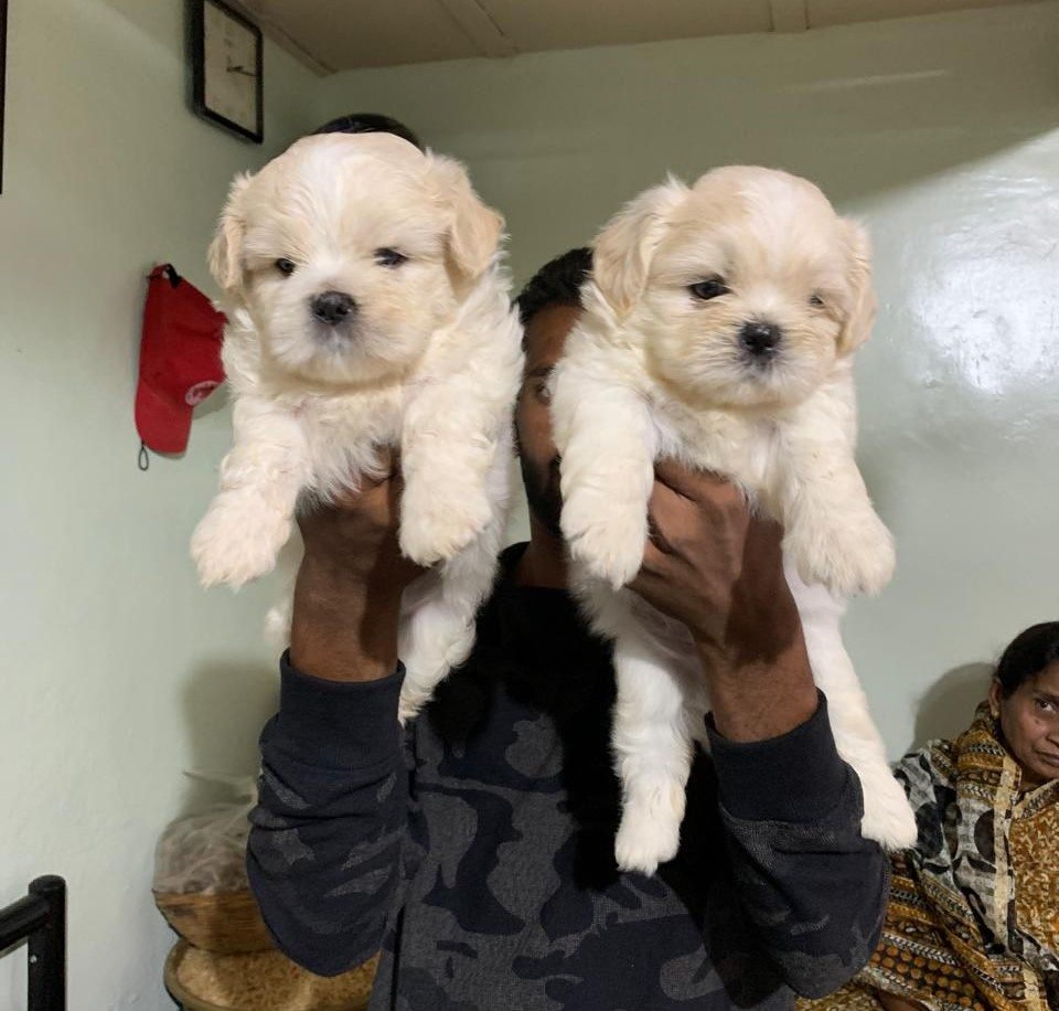 Buy Male Lhasa Apso Puppy from Kolkata